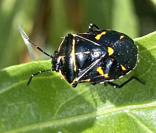 iNaturalist observation photo of Harlequin Bug