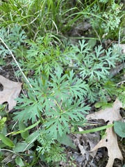 Thaspium pinnatifidum
