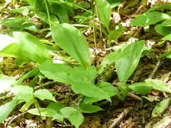 Clintonia