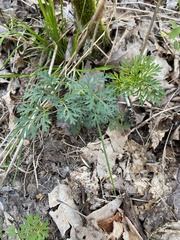 Thaspium pinnatifidum