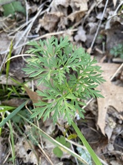 Thaspium pinnatifidum