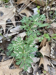 Thaspium pinnatifidum