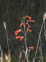 Penstemon subulatus