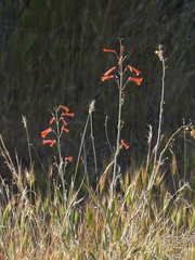 Penstemon subulatus