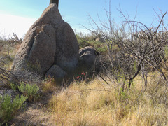 Penstemon subulatus