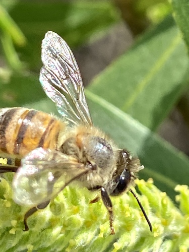 iNaturalist observation photo of Western Honey Bee