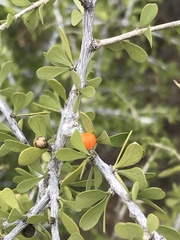Schaefferia cuneifolia