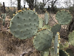 Opuntia cacanapa