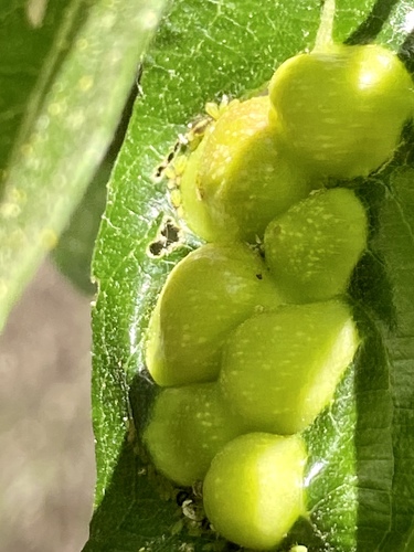 iNaturalist observation photo of Willow Apple Gall Sawfly