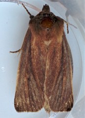 Globia laeta