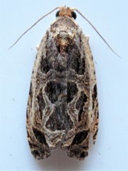Olethreutes tilianum