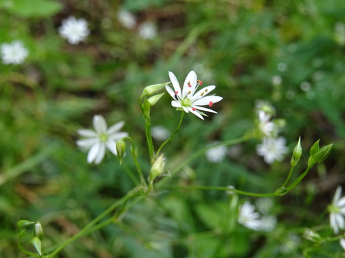 Siauralapė žliūgė nuotrauka