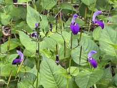 Brillantaisia lamium