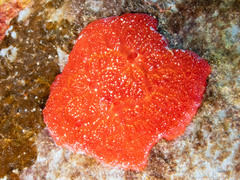 Monanchora arbuscula