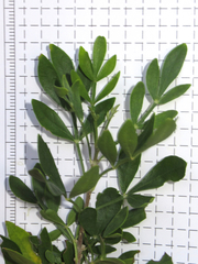 Fraxinus greggii