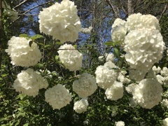 Viburnum macrocephalum