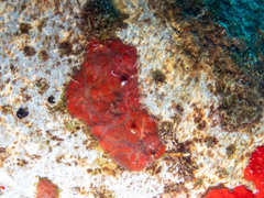 Mycale microsigmatosa