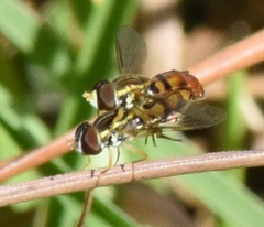 Toxomerus floralis