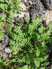 Lepidium