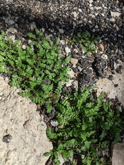 Lepidium