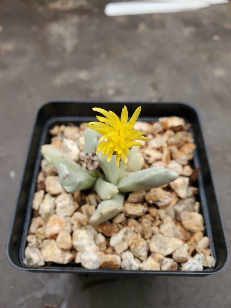 Schwantesia borcherdsii