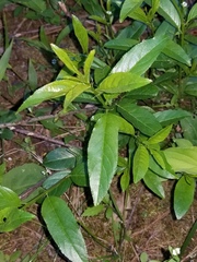 Rhamnus lanceolata