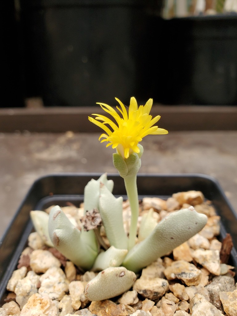 Schwantesia borcherdsii 3
