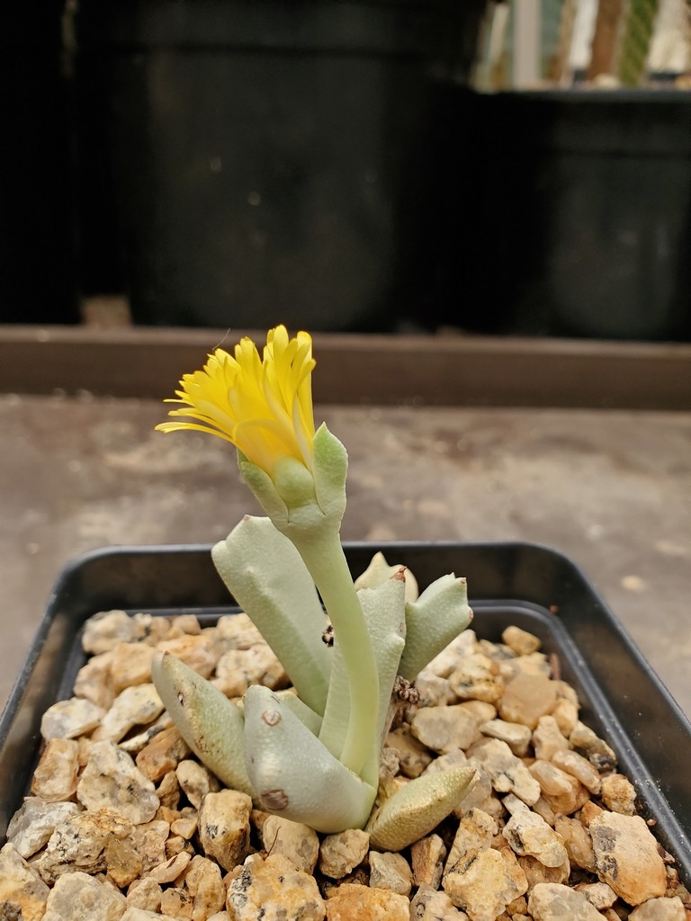 Schwantesia borcherdsii 2