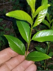 Rhamnus lanceolata