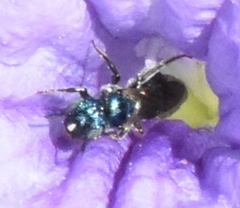 Ceratina floridana