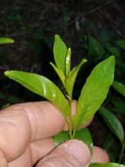 Rhamnus lanceolata