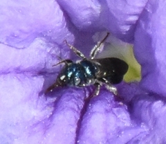 Ceratina floridana