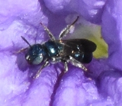Ceratina floridana