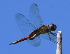 Tramea abdominalis