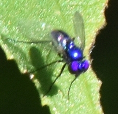 Condylostylus mundus