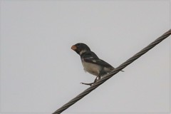 Sporophila peruviana