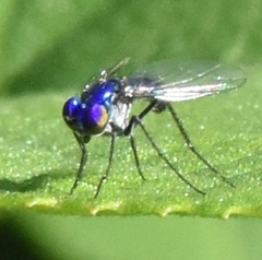 Condylostylus mundus