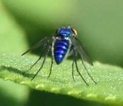 Condylostylus mundus