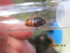 Celatoblatta vulgaris