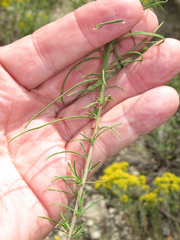 Gutierrezia microcephala