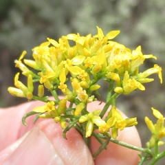 Gutierrezia microcephala