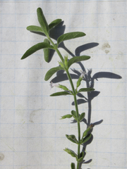 Hedeoma reverchonii serpyllifolia