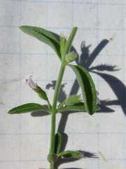Hedeoma reverchonii serpyllifolia