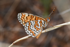 Poladryas arachne nympha