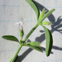 Hedeoma reverchonii serpyllifolia