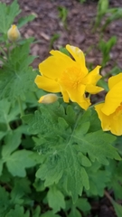 Stylophorum diphyllum