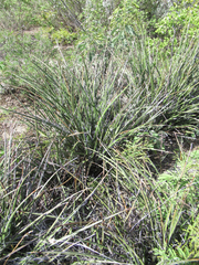 Hesperaloe parviflora