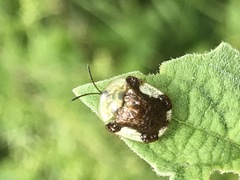 Helocassis testudinaria