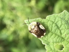 Helocassis testudinaria