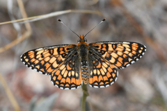 Poladryas arachne nympha